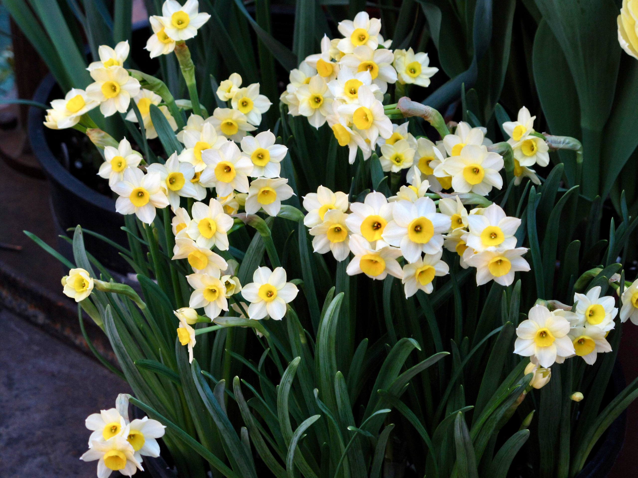 Mini Daffodils, perennial