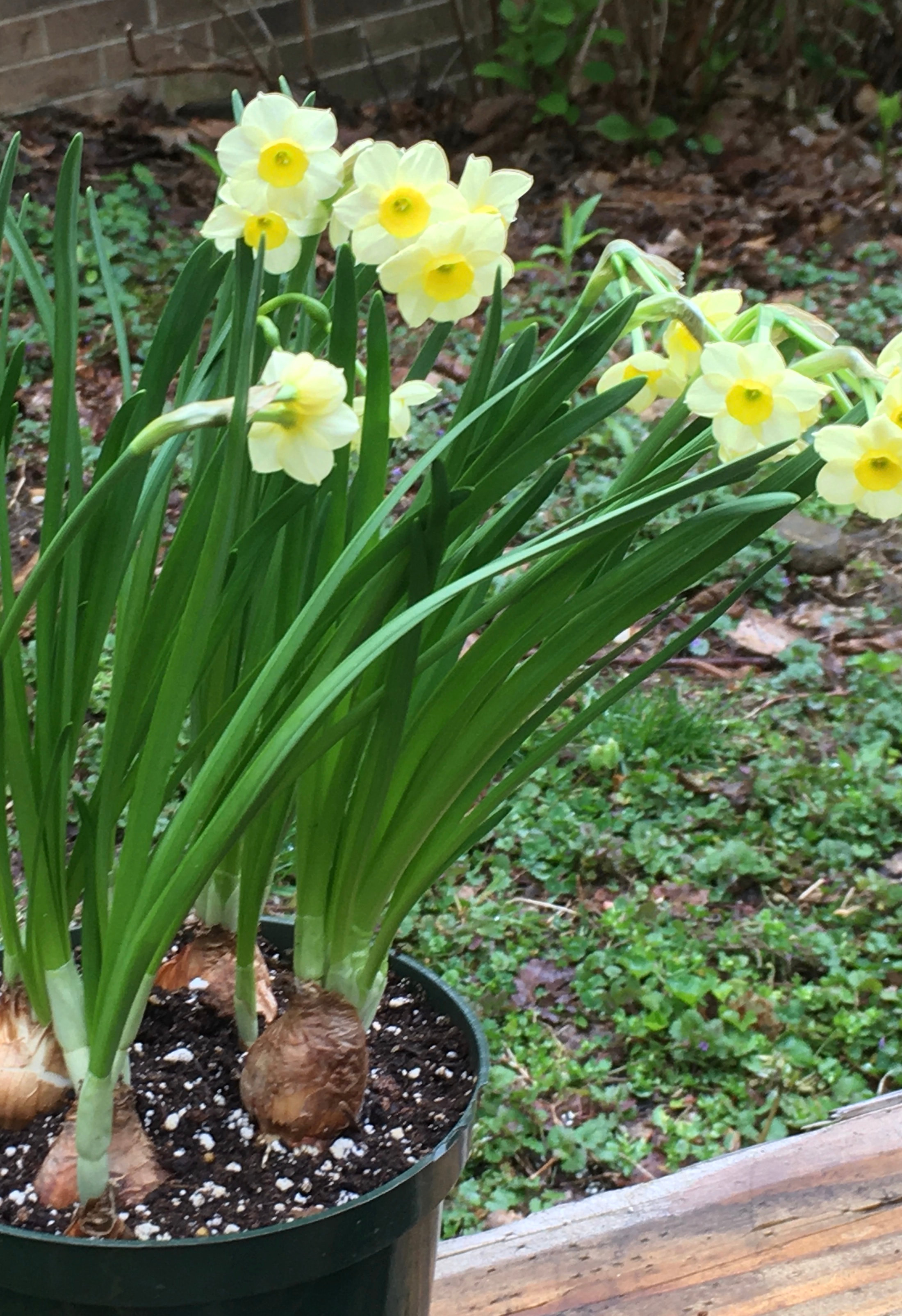 Mini Daffodils, perennial